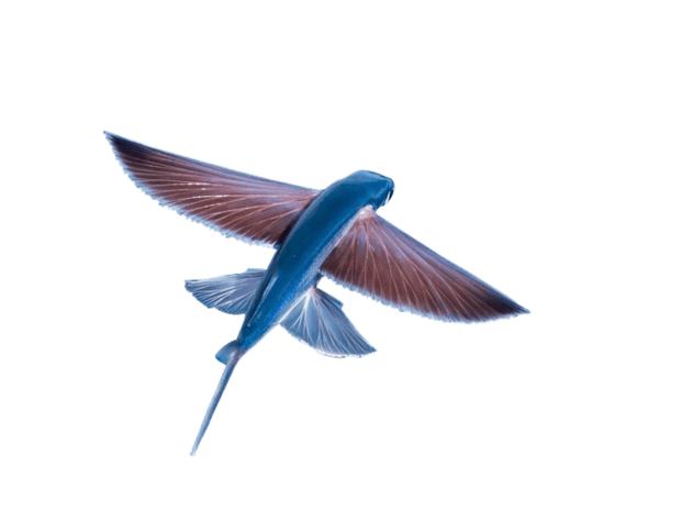 飞鱼图片大全_飞鱼图片素材【png免费下载】-90设计网