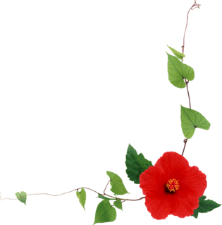 花朵素材图片图片大全