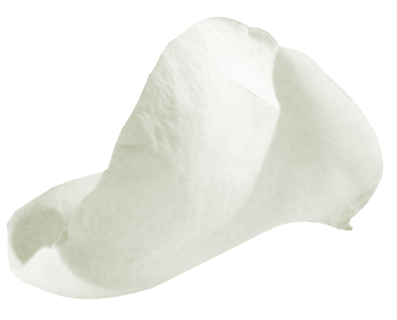 白色花瓣背景图片大全