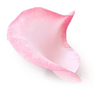 婚庆花瓣图片大全