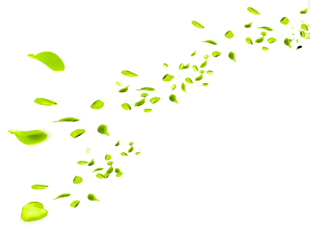 绿色漂浮树叶图片大全_绿色漂浮树叶图片素材【png免费下载】-90设计