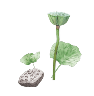 荷花 莲蓬图片大全_荷花 莲蓬图片素材【png免费下载】-90设计网