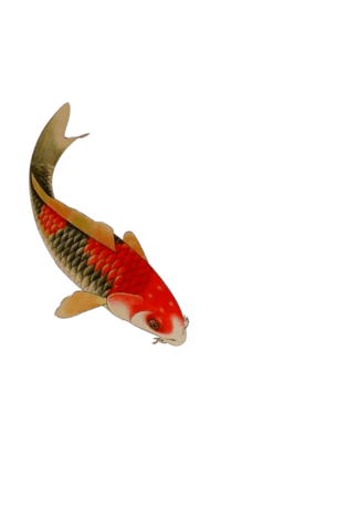 鲤鱼png图片大全