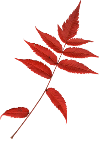 红色叶子图片大全