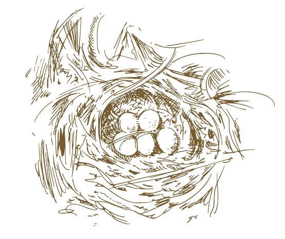 鸟窝鸟巢线稿素描