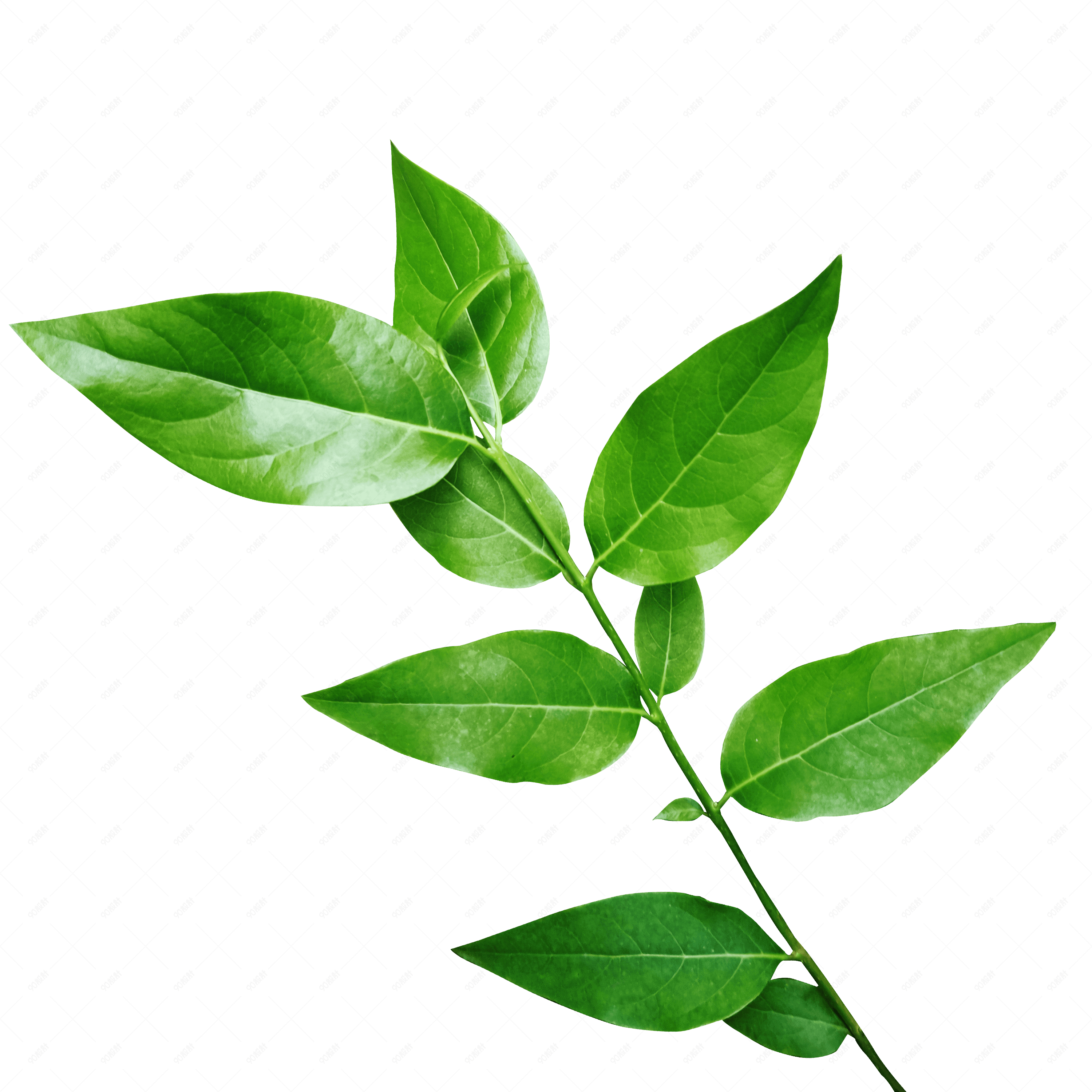 夏季翠绿树枝树叶小清新清爽干净png