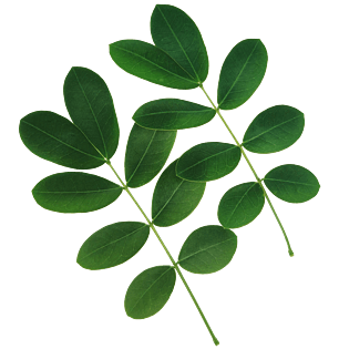 四季椭圆形小叶子可爱系列小清新风格png