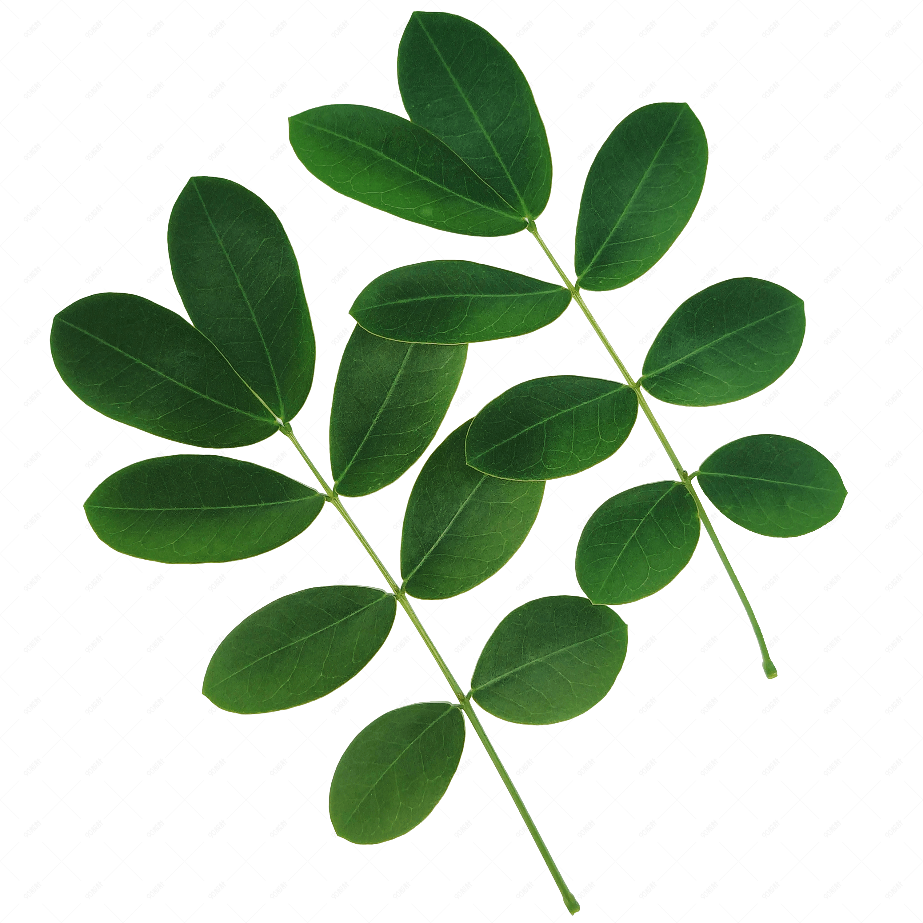 四季椭圆形小叶子可爱系列小清新风格png