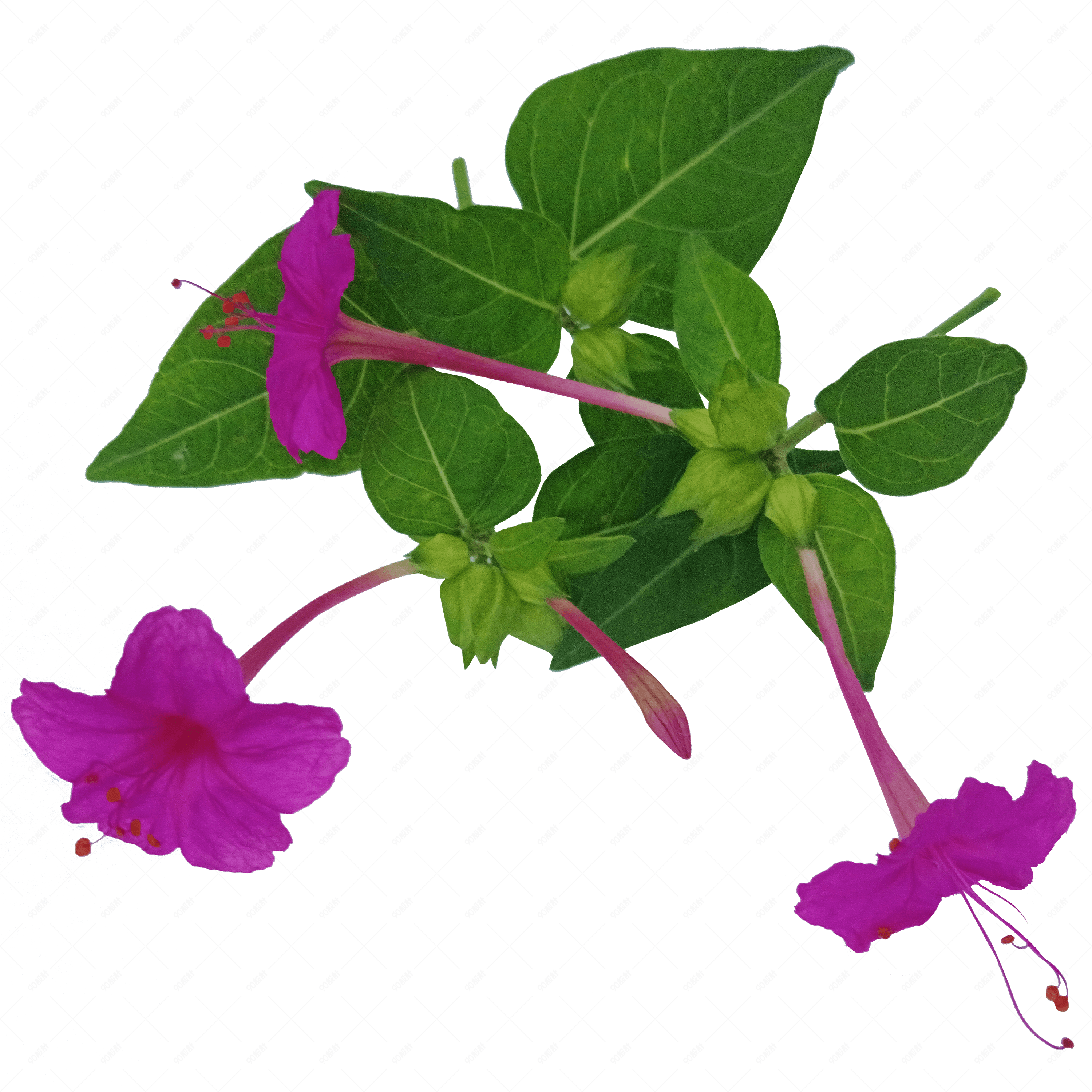 秋户外紫红色小喇叭花童年回忆耳环吊png