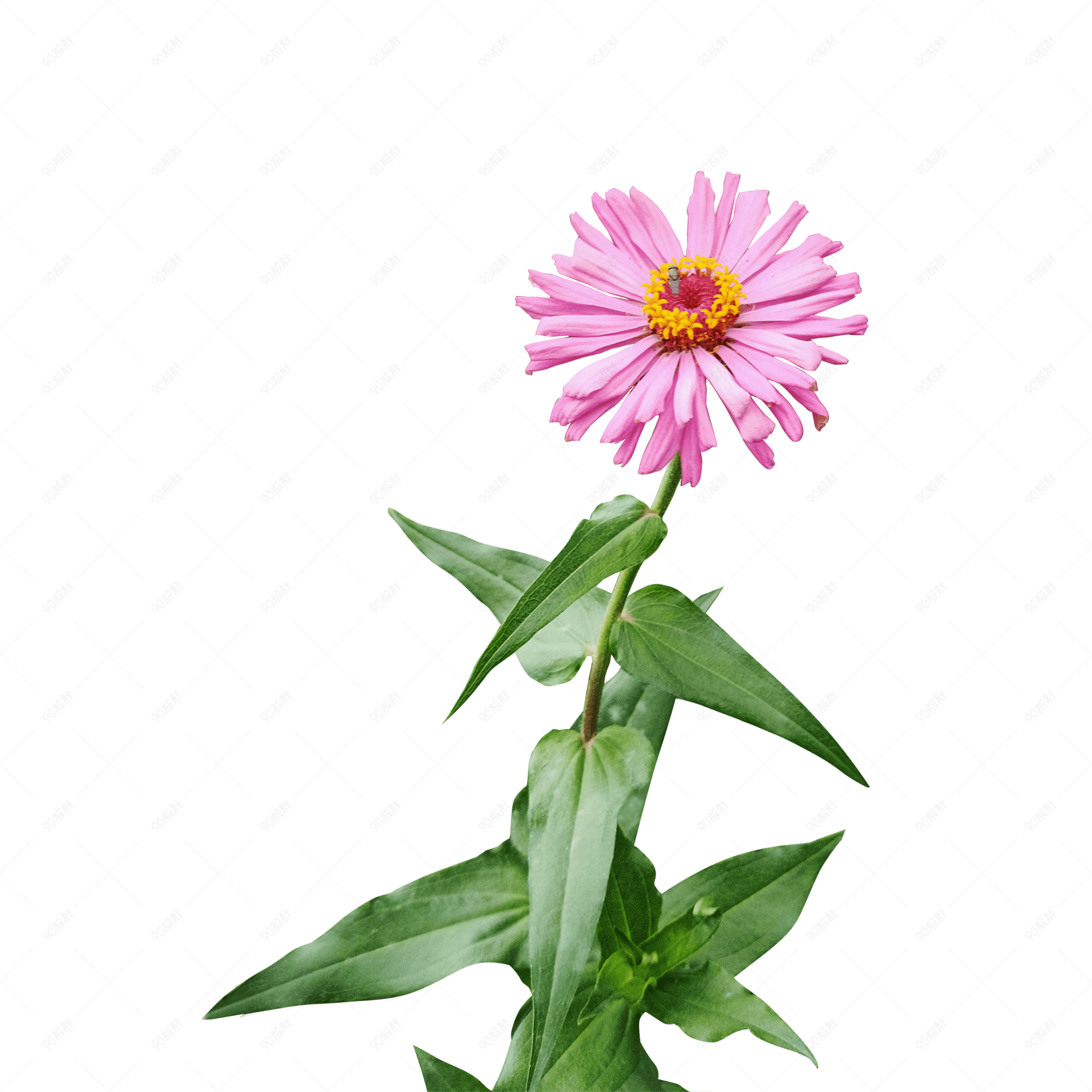 秋季户外粉色小花可爱小清新太阳花png 免抠元素png 90设计网