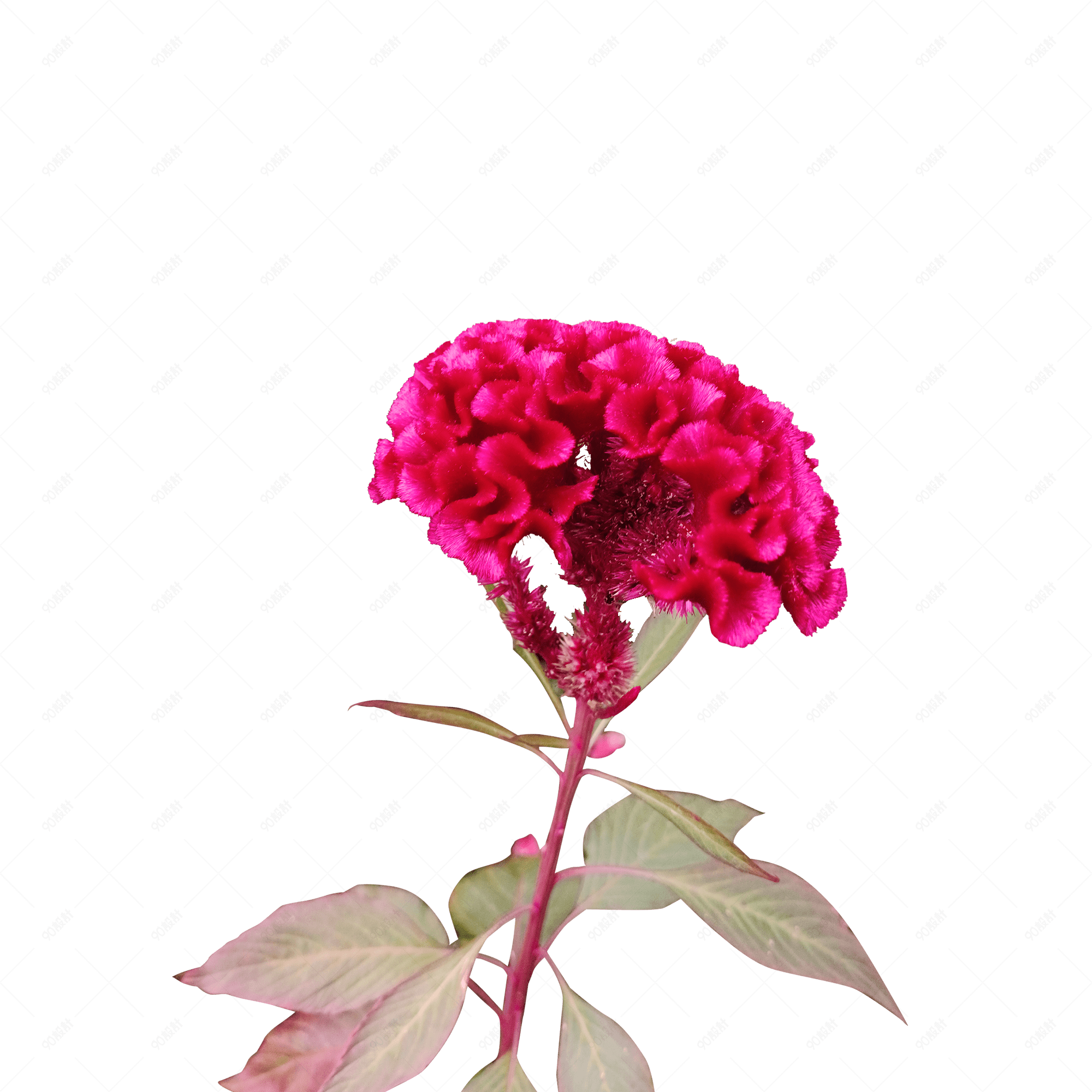 秋季鲜艳红色鸡冠花艳丽色大气png