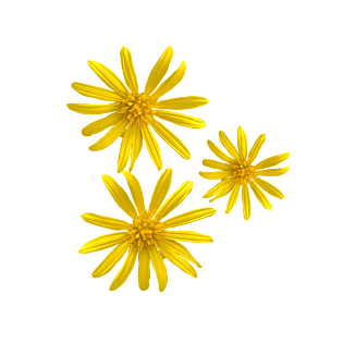 黄色小雏菊可爱花花小菊花png