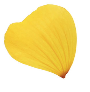 散落玫瑰图片大全