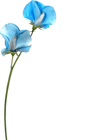 枝花图片大全 枝花图片素材 Png免费下载 90设计网