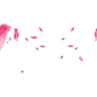 粉色玫瑰花瓣pngpsd2000*2000红色浪漫飘散的玫瑰花瓣pngpsd默认格式
