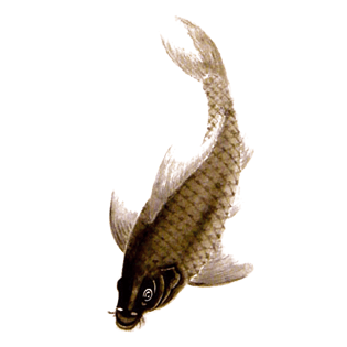 国画鱼图片大全