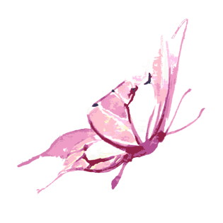 彩蝴蝶图片大全