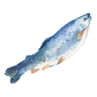 墨鱼手绘图片大全