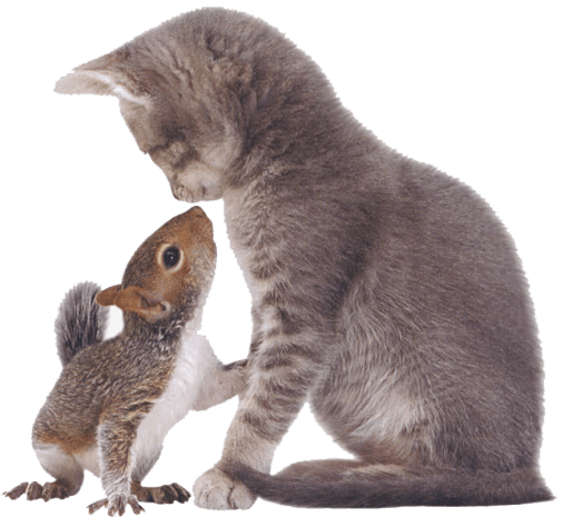 松鼠和猫