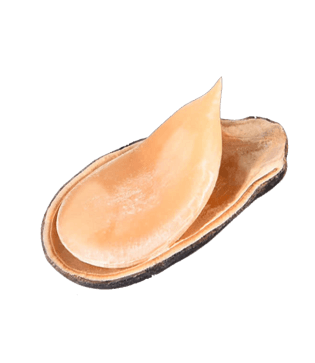 手绘剥开的西瓜籽