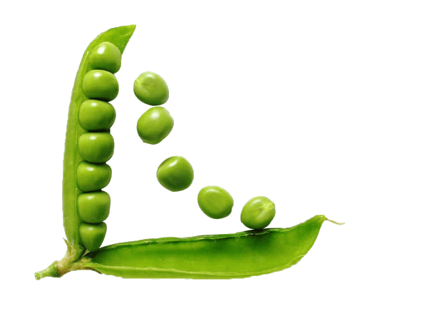 豌豆图片大全