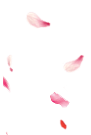 桃花花瓣图片大全