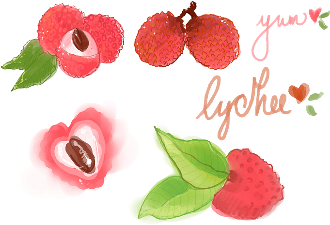 矢量手绘荔枝