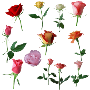 母情节鲜花素材
