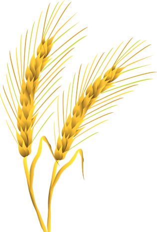 五谷食物图片大全