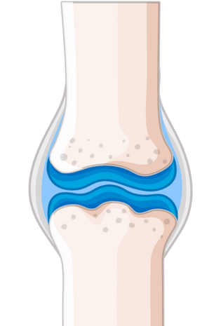 骨头手绘图片大全
