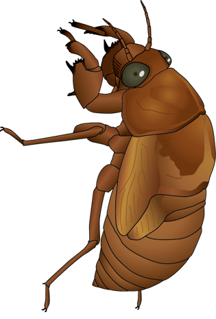 棕褐色蝉蜕素材