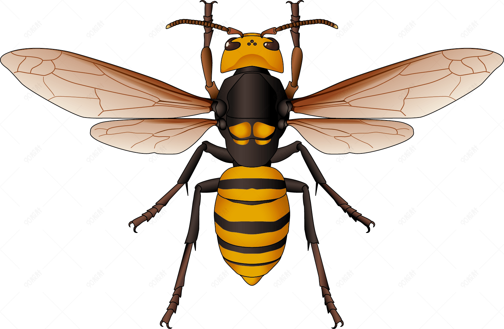 蜜蜂背面素材