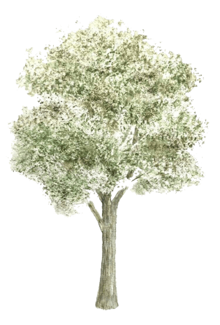 手绘小清新杨树免抠素材