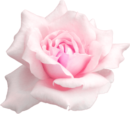 一朵玫瑰花图片大全