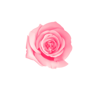 花朵粉图片大全_花朵粉图片素材【png免费下载】-90设计网