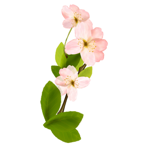 手绘桃花桃叶pngpsd2000*2000唯美桃枝pngpsd2000*2000红色的小鸟边框