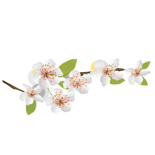 梨花图片大全_梨花图片素材【png免费下载】-90设计网