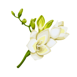 梨花图片大全_梨花图片素材【png免费下载】-90设计网