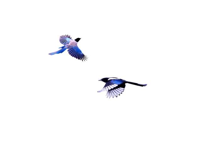 图片装饰素材图片大全