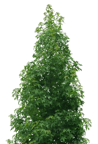 绿树背景图片大全