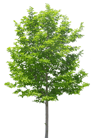 绿树素材图片大全