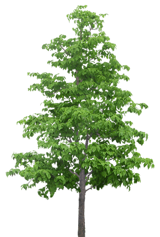 绿树素材图片大全