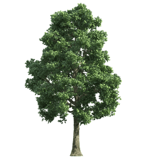 立面树图片大全_立面树图片素材【png免费下载】-90设计网