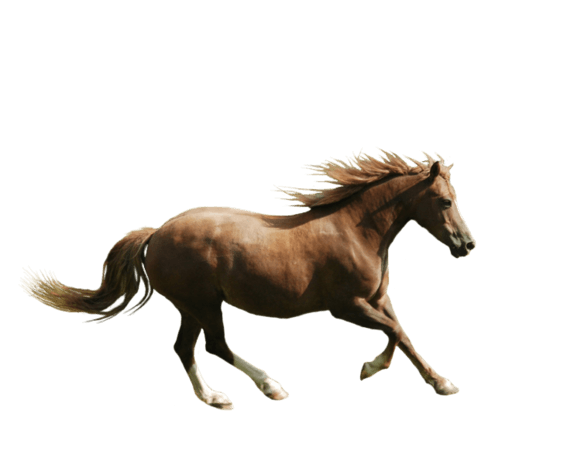 骏马pngpsd2000*2000奔马火焰pngpsd2000*2000十二生肖马pngpsd2000*