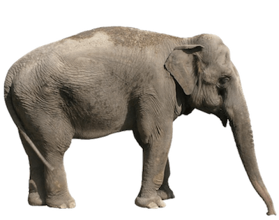 大象耳朵图片大全