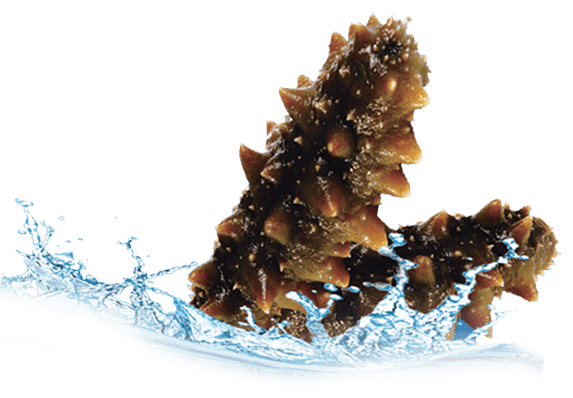 海参图片大全_海参图片素材【png免费下载】-90设计网