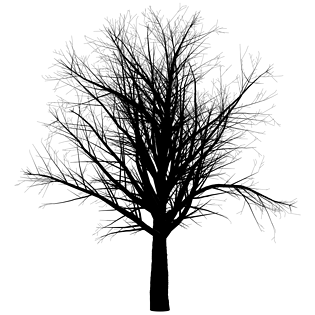 金色树干图片大全