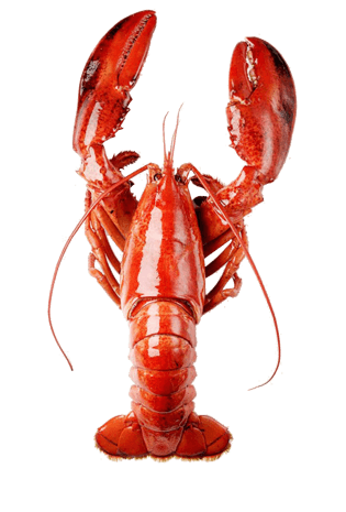 美味龙虾pngpsd2000*2000大白虾pngpsd2000*2000虾设计矢量素材pngpsd