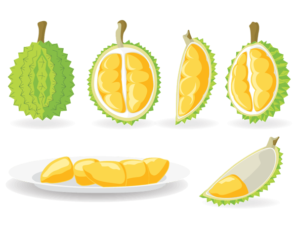 矢量卡通榴莲