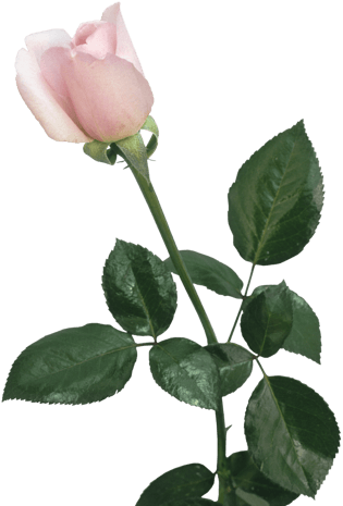 玫瑰枝图片大全